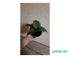 Сансевиерия кирки сильвер блю