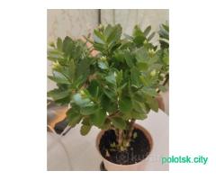 Цветок колондива