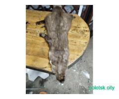 Шкурка куницы