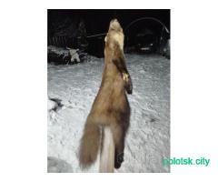 Шкурка куницы