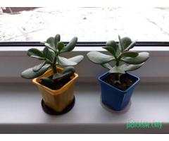 Толстянка, денежное дерево