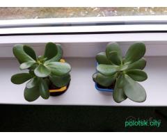 Толстянка, денежное дерево