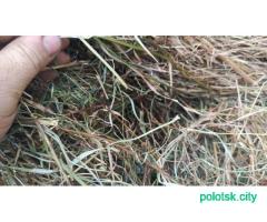 Сено 450-550кг доставка.