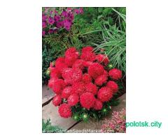 Семена различных цветов .почта