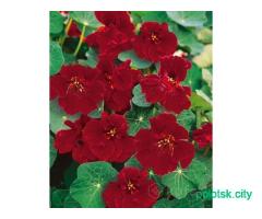 Семена различных цветов .почта