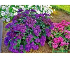 Семена различных цветов .почта