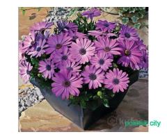 Семена различных цветов .почта