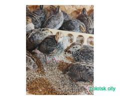 Перепела ''Фараон''