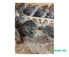 Перепела ''Фараон''