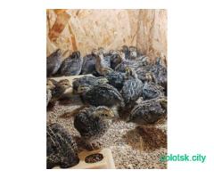 Перепела ''Фараон''