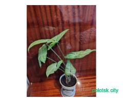 Комнатные цветы.