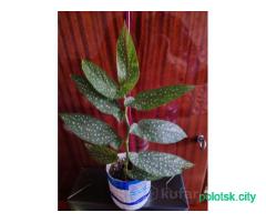 Комнатные цветы.