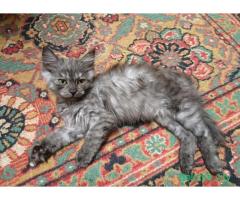 Отдам котят