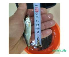 Живец плотва