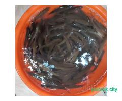 Живец плотва