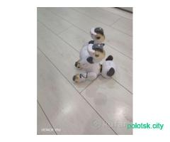 Интерактивная игрушка