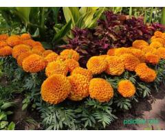 Семена борхатцев 10 сортов .почта