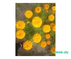 Семена борхатцев 10 сортов .почта