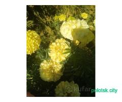 Семена борхатцев 10 сортов .почта