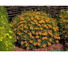 Семена борхатцев 10 сортов .почта