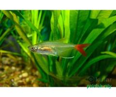 Стеклянная тетра /мирные стайные рыбки