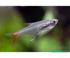 Стеклянная тетра /мирные стайные рыбки