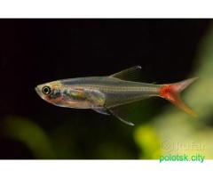 Стеклянная тетра /мирные стайные рыбки