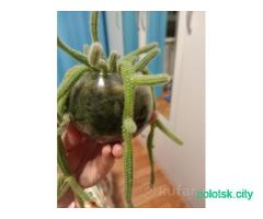 Комнатный цветок кактус