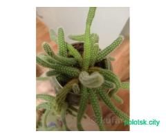 Комнатный цветок кактус
