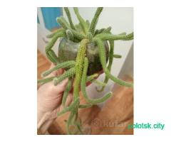 Комнатный цветок кактус