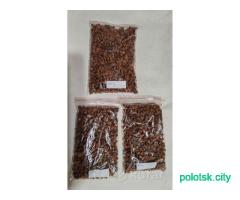 Мёд. Продукты пчеловодства.