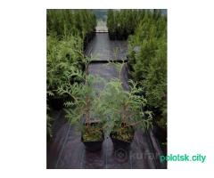 Туя брабант.