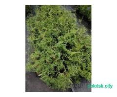 Туя брабант.