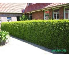 Туя брабант.