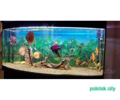 Аквариум 310 литров