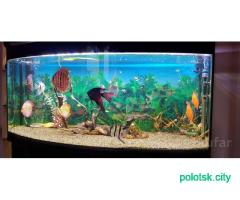 Аквариум 310 литров