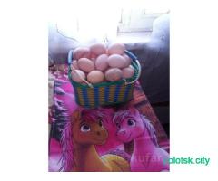 Яйцо куриное