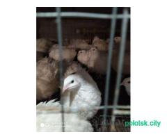 Техас перепел самцы