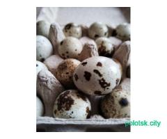 И. Я. Перепел Техас