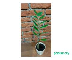 Замиакулькас