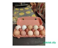 Яйца домашние