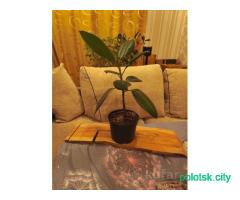 Фикус широколистный