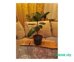 Фикус широколистный