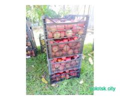 Яблоки домашние