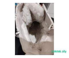 Женская обувь