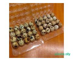 Домашние перепелиные яйца