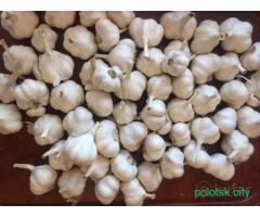 Чеснок летний