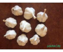 Чеснок летний