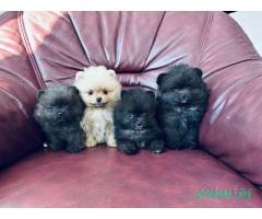 Померанский шпиц