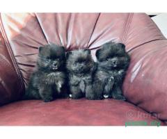 Померанский шпиц